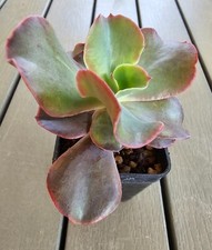 Echeveria SP
