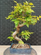 Bonsai di Zelkova Serrata Keyaki - Giappone - Olmo Olmo Olmo Orme