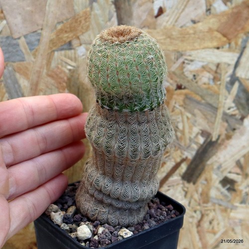 Echinocereus rigidissimus