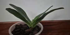 Paphiopedilum Marilisae *Young