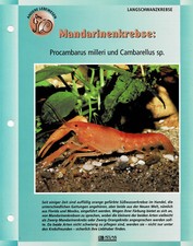 I gamberi mandarini Procambarus milleri e Cambarellus sp. / Scheda informativa per acquario