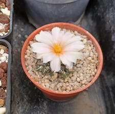 Ariocarpus kotschoubeyanus -