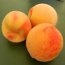 Pianta di pesco Percoco