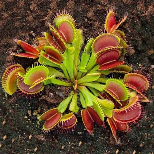 Dionaea muscipula pianta - muscipula,,