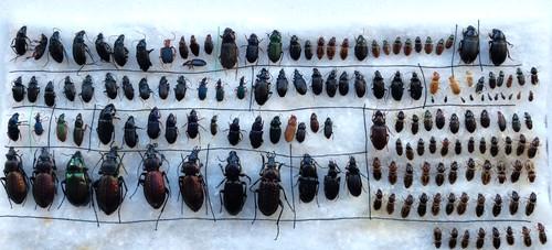 Carabidae set 155 - carabidae,