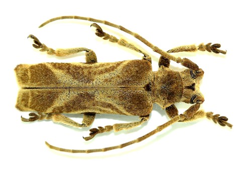 Coleoptera cerambycidae - coleoptera,,