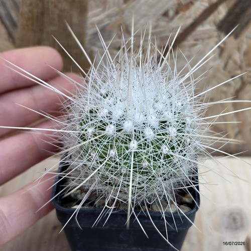 Thelocactus macdowellii vaso - vaso, 5