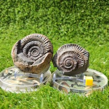 Port Mulgrave fossil ammonite