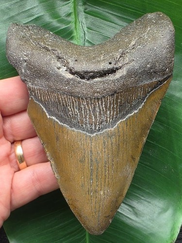 Dente marrone del megalodonte
