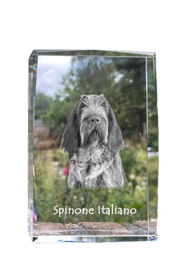 Spinone italiano cristallo con