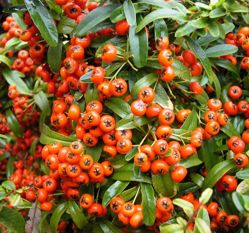 40x pyracantha coccinea - pyracantha,