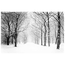 Stampa su tela – Alberi