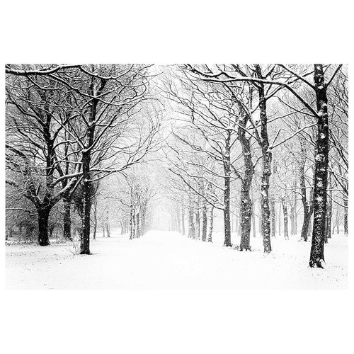 Stampa tela alberi - stampa,