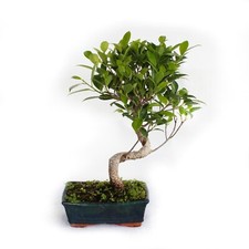 Bonsai ficus microcarpa - ficus,