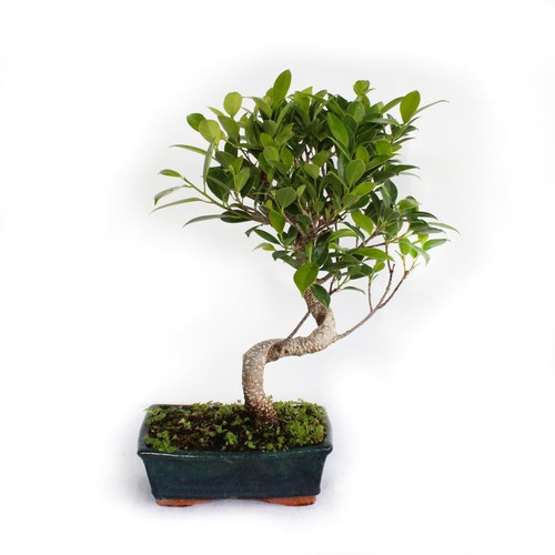 Bonsai ficus microcarpa - bonsai,