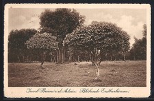 Cartolina Brioni i. d