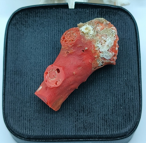 Corallo rosso del - , mar