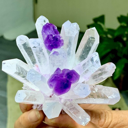 282g new find bianco viola - find, +