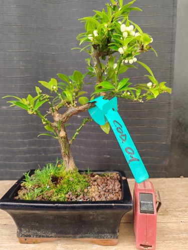 Bonsai chinotto 30 - bonsai,