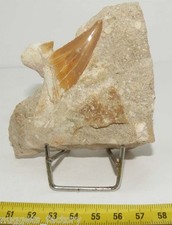 Denti Da Squalo D'Otodus