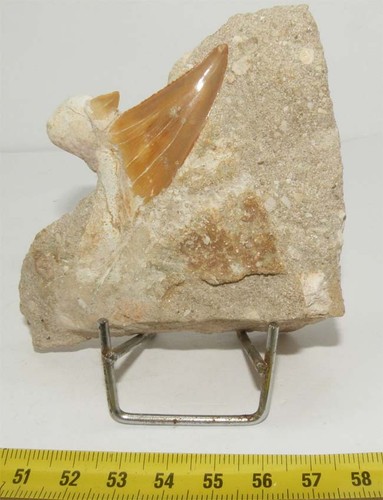 Denti squalo otodus - da,