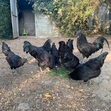 Ayam Cemani Uova Fertili, Uova feconde, PUREZZA 100%