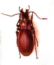 Carabidae CARABINAE Carabus