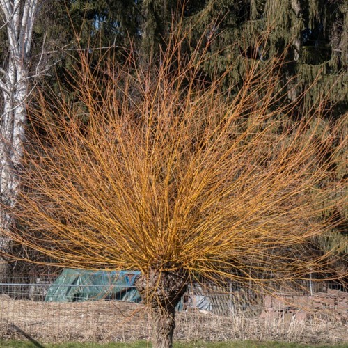 Pianta salice ceste salix - salice,