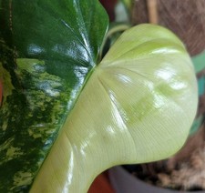 Rare Philodendron
