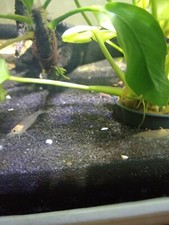 caridine di acqua dolce trasparenti e arancioni