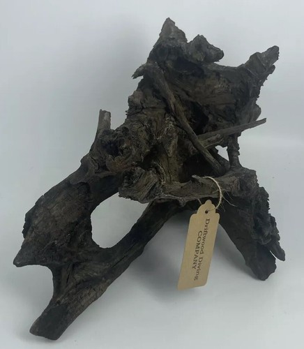 Pianta acquario 22x12x12”
