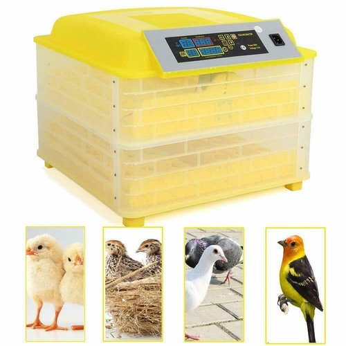 Incubatrice egg bird uova - incubatrice,