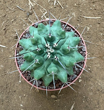 Thelocactus rinconensis - thelocactus,