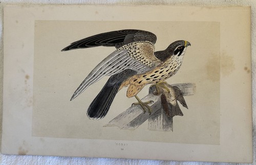 Hobby lodolaio eurasiatico - lodolaio,