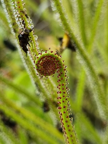 Drosophyllum lusitanicum - drosophyllum,