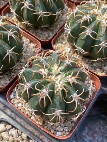2pz melocactus piante - melocactus,