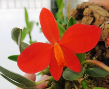 Sophronitis mantiqueirae