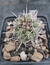 Cactus Copiapoa marginata 