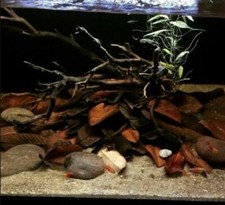 FOGLIE di Jackfruit Essiccate