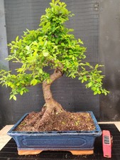 Bonsai olmo cinese 55 - ,