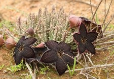 Tridentea geminiflora