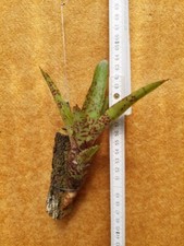 Neoregelia Red Lips mini, rilegato, bromelia