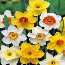 Narcisi bulbi di fiori cipolle fiori Narciso a grande corona Mix 10 pz.