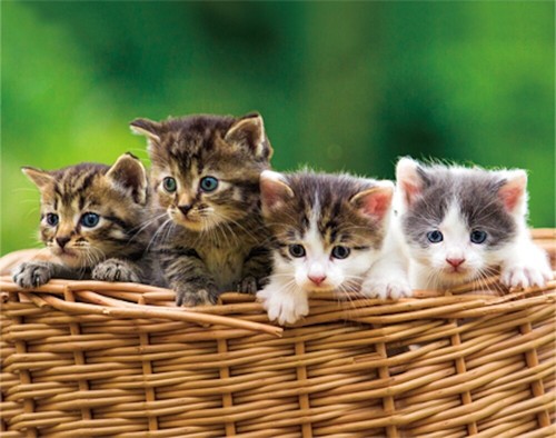 Magneti gattini per - 3d,