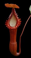Nepenthes Edwardsiana