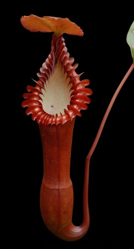 Nepenthes edwardsiana - nepenthes,