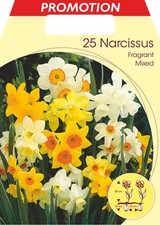 BULBI AUTUNNALI NARCISI FRAGRANT MIXED CONFEZIONE DA 25 BULBI BULBS BULBES