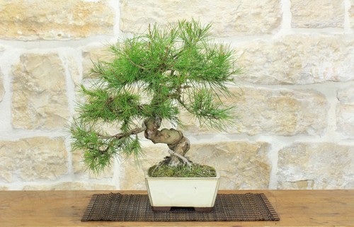Bonsai pino aleppo - di,