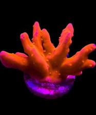 Live Coral Montipora Setosa