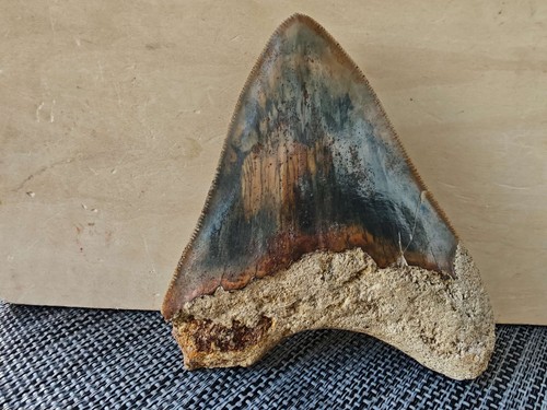 Dente megalodonte lungo - dente, 4,37